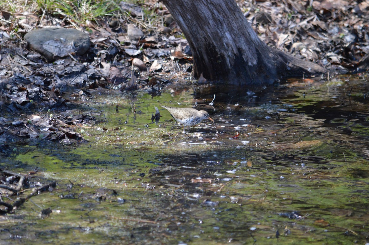 Spotted Sandpiper - Shannon Murphy