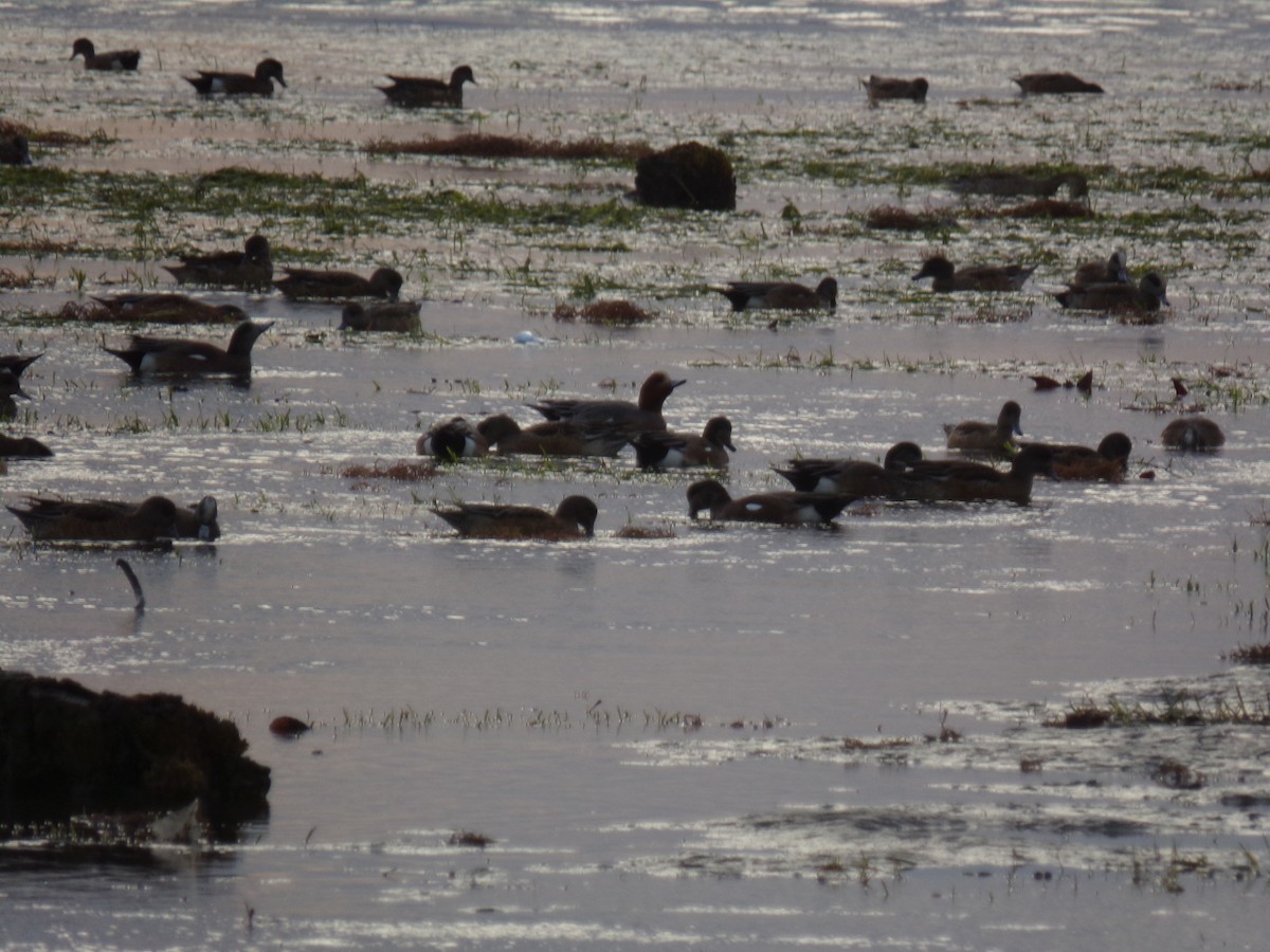 Eurasian Wigeon - ML23390101