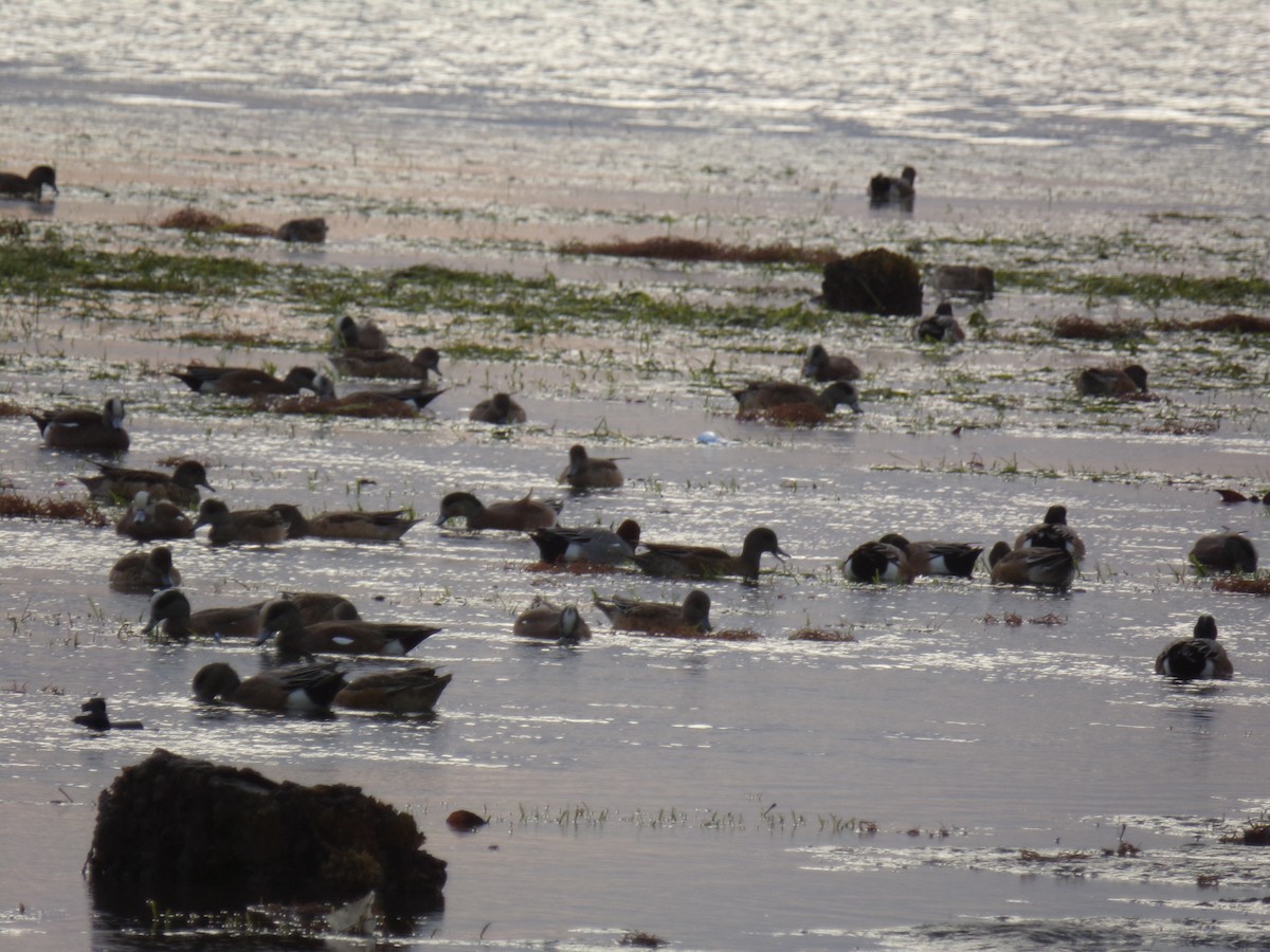 Eurasian Wigeon - ML23390111