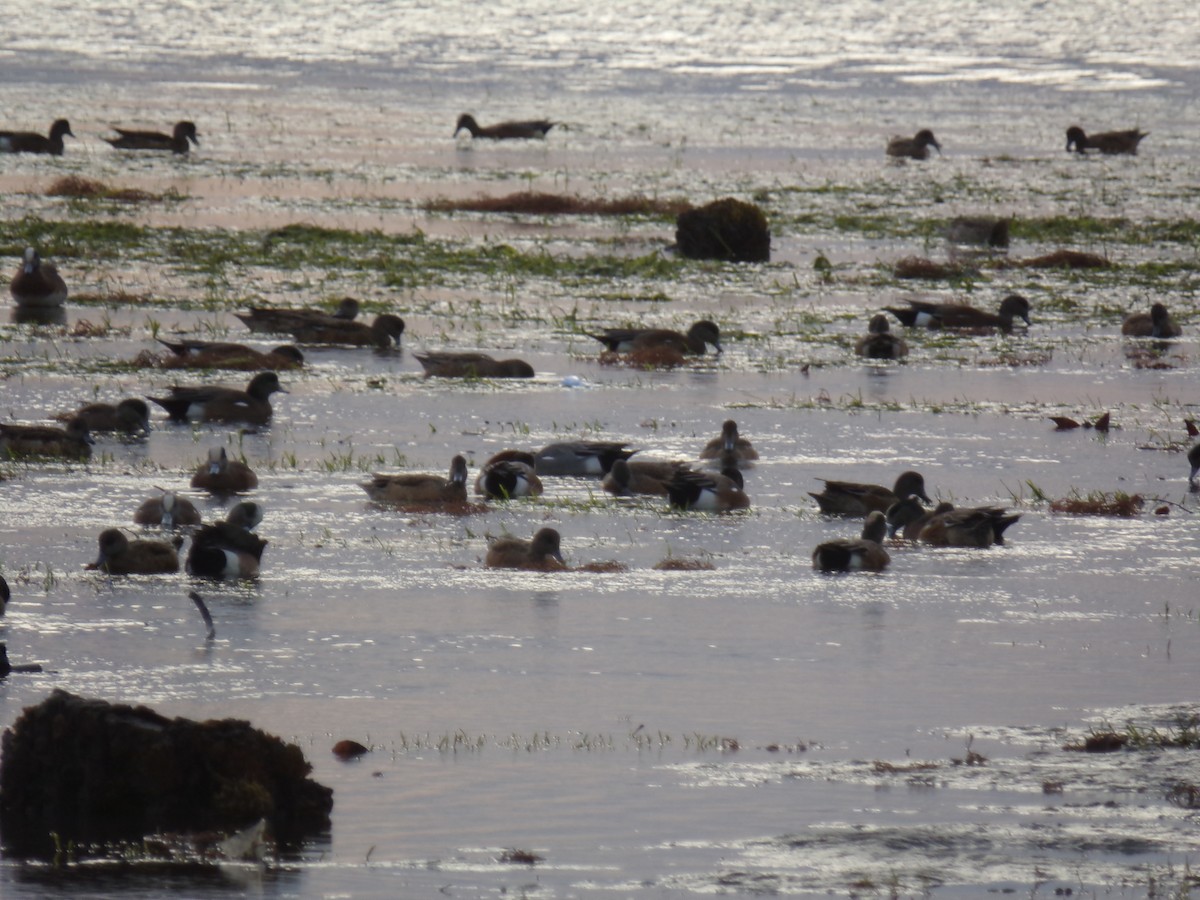 Eurasian Wigeon - ML23390131