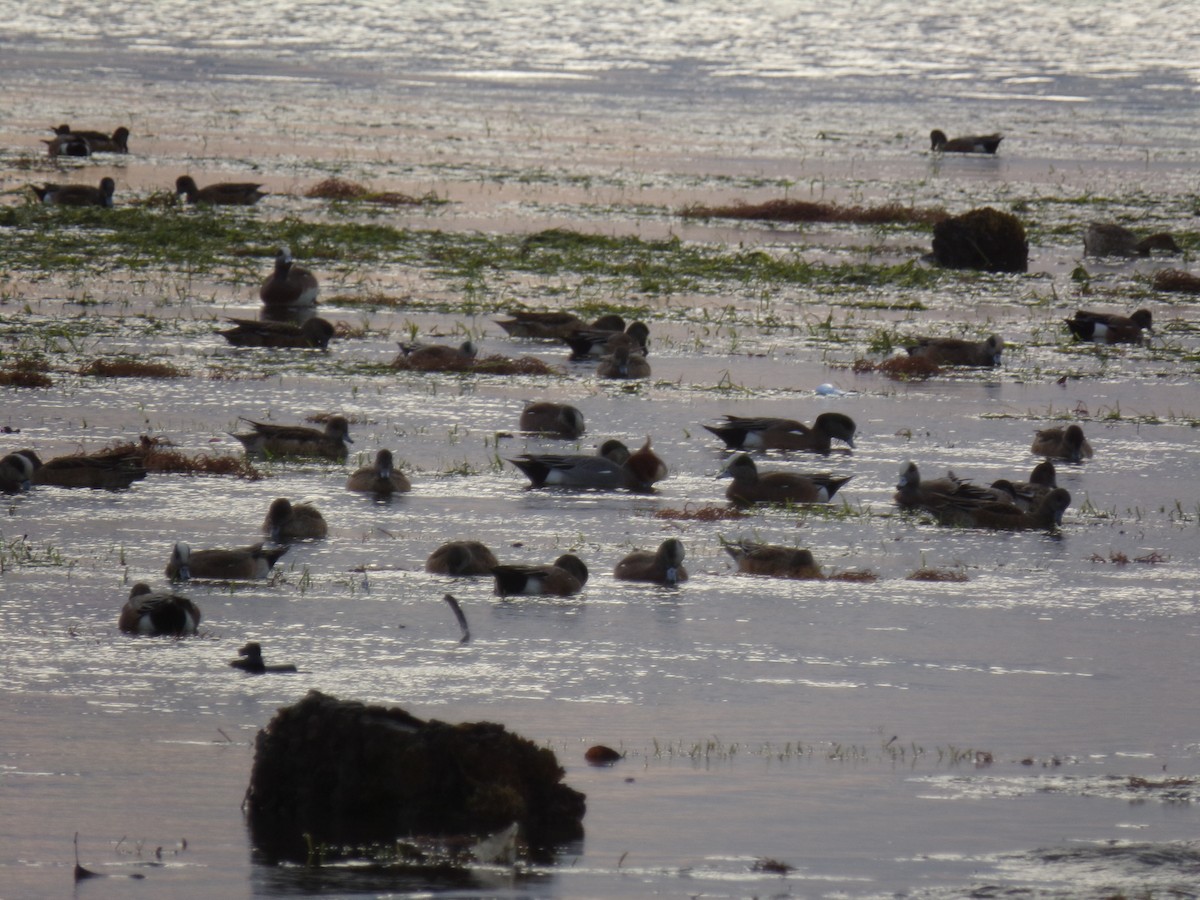 Eurasian Wigeon - ML23390141