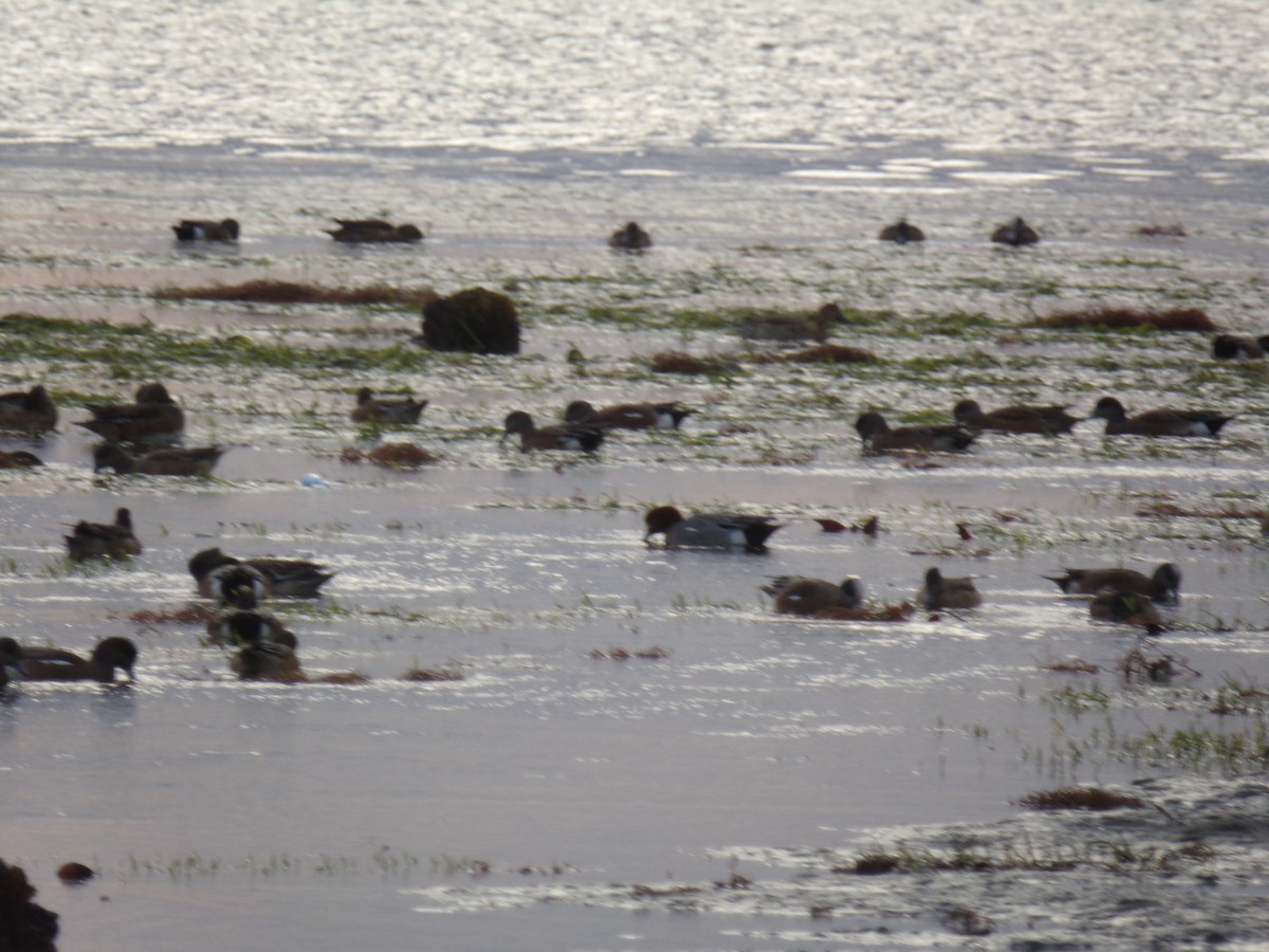 Eurasian Wigeon - ML23390151