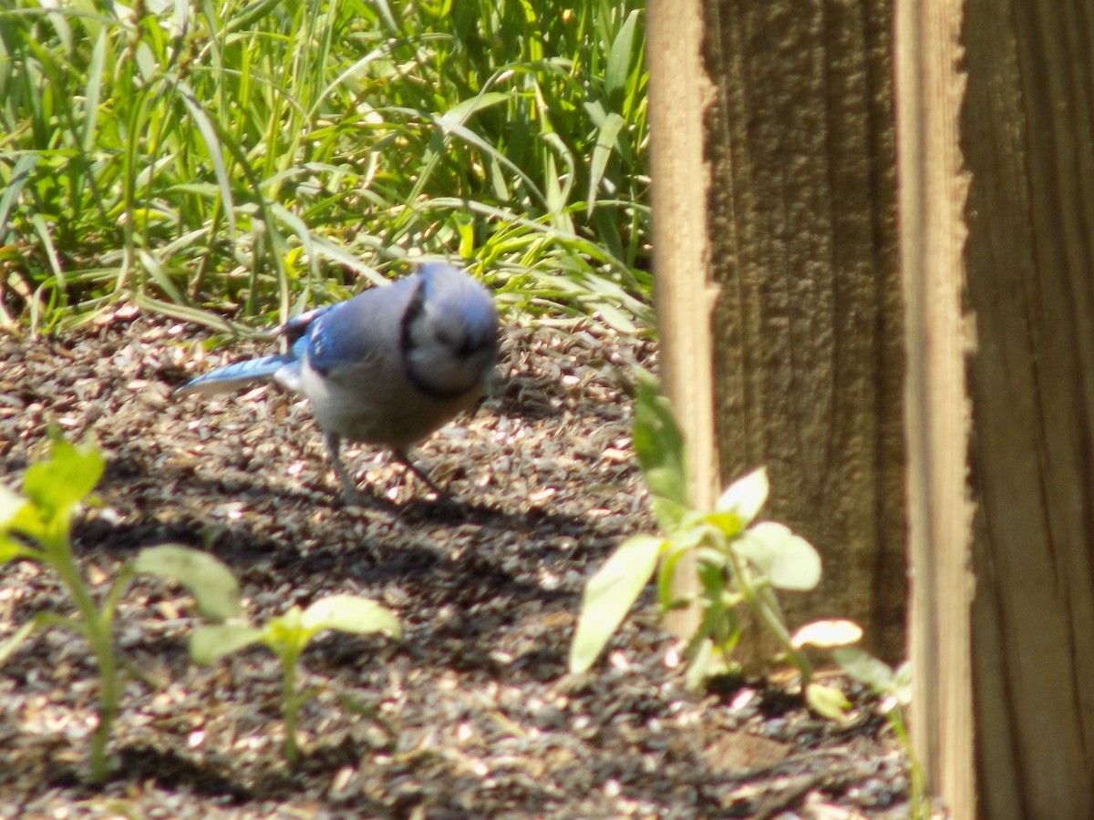 Blue Jay - ML233903231