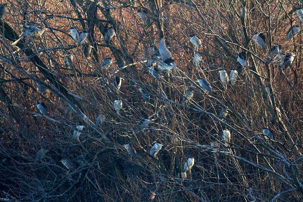 Black-crowned Night Heron - ML23390371