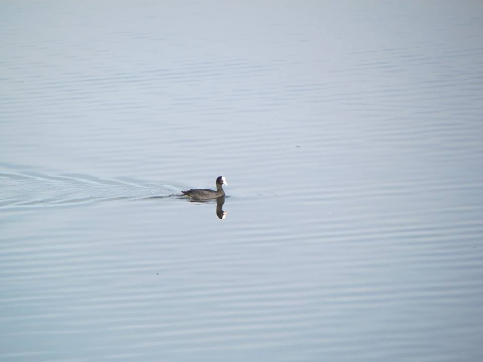 Eurasian Coot - ML23390411