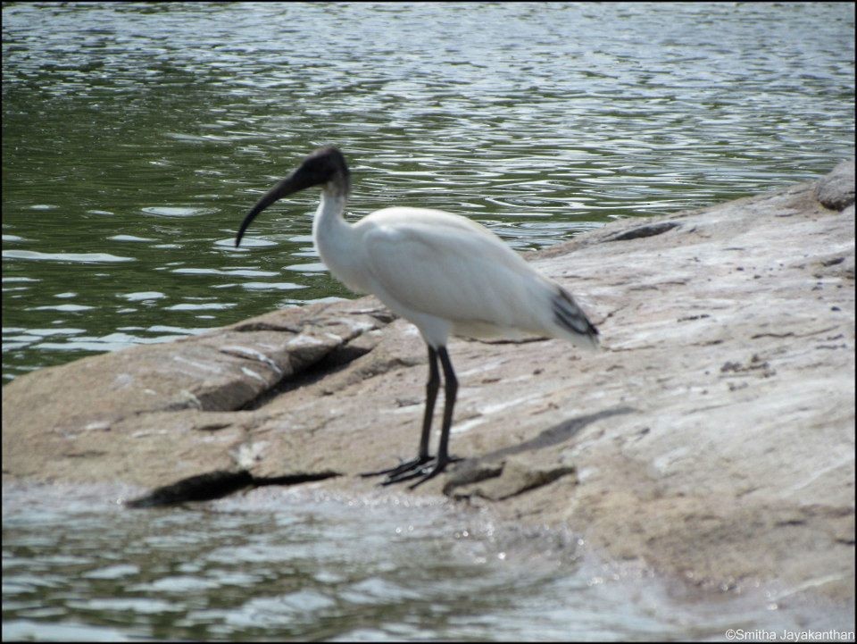 ibis černohlavý - ML23390551