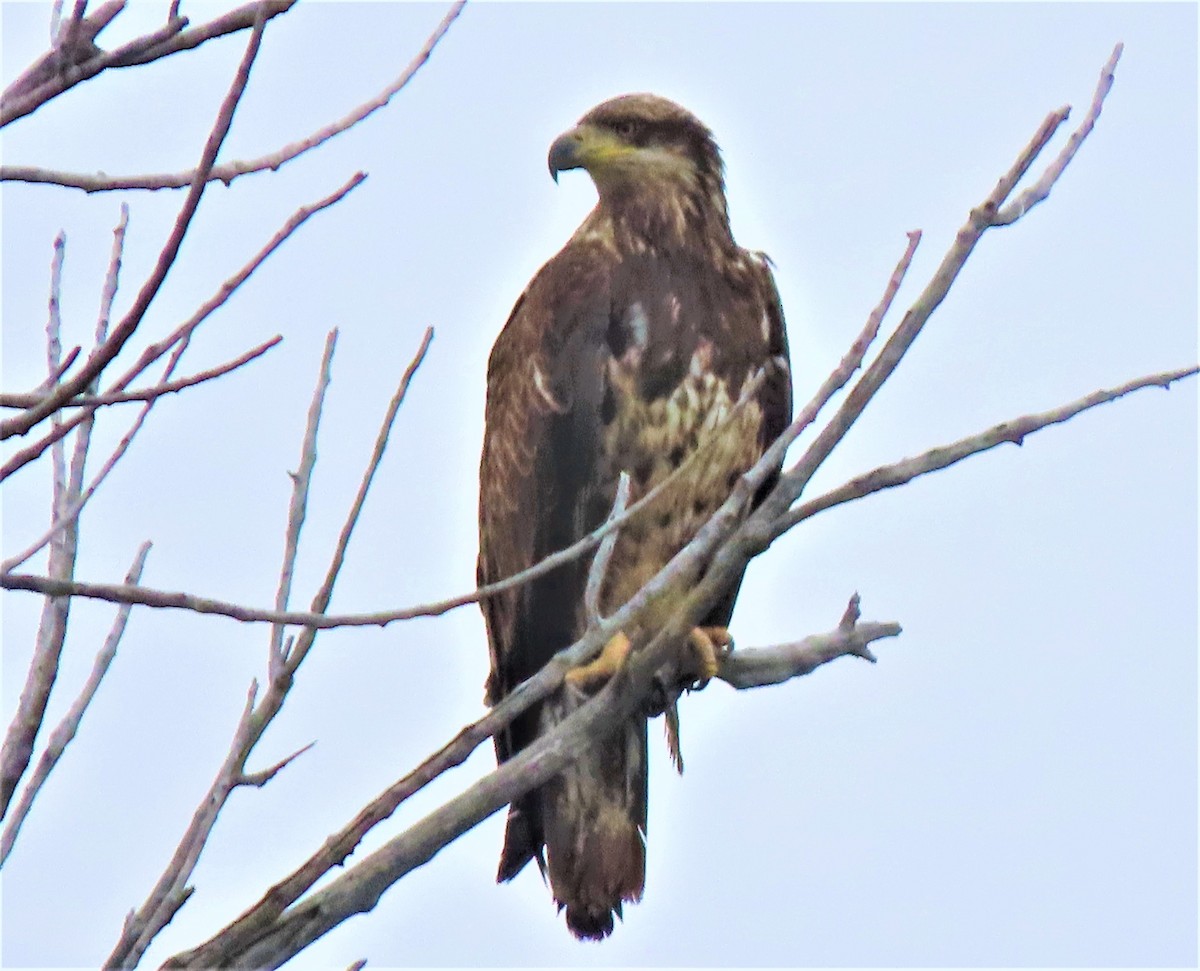 Bald Eagle - ML233907891