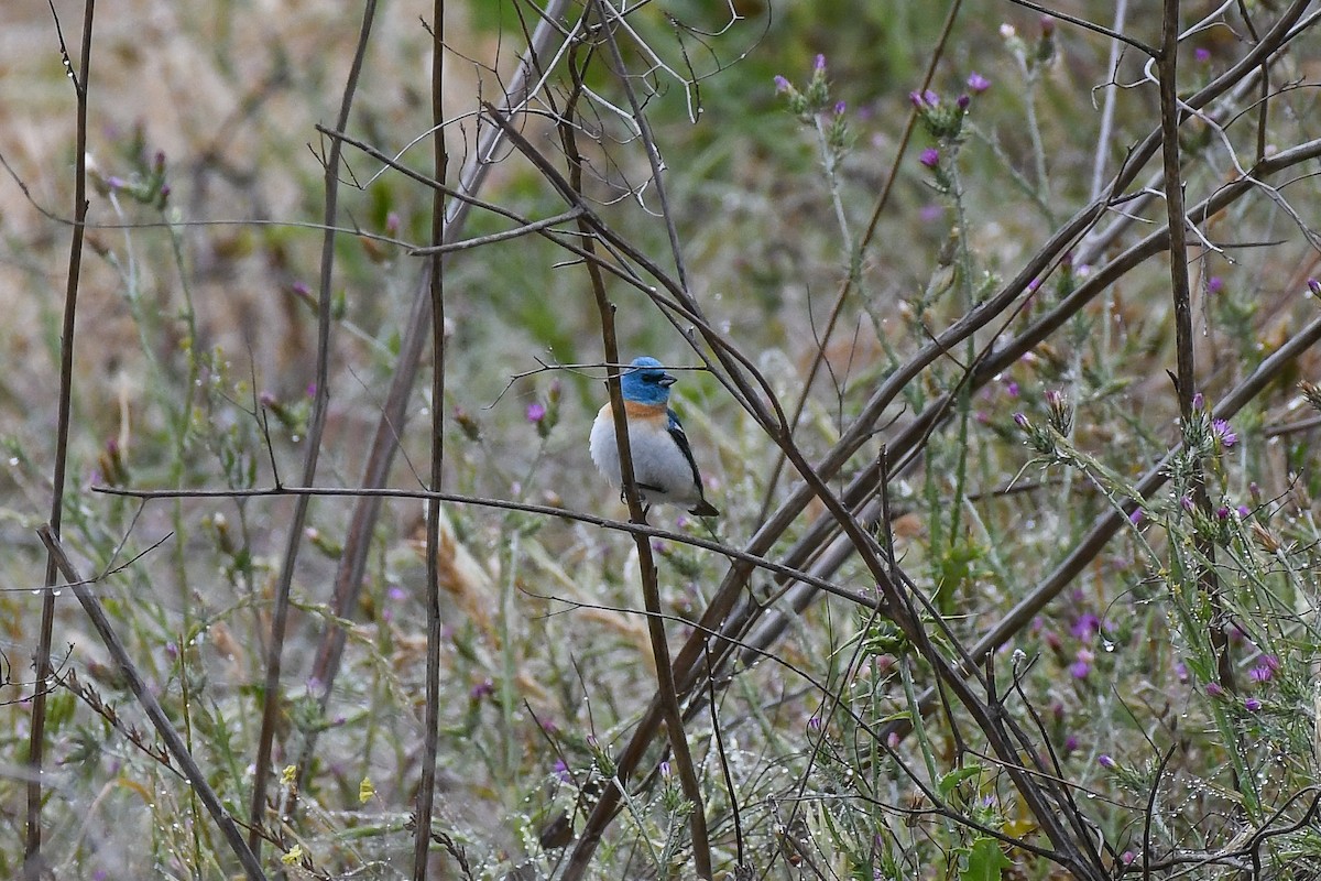 Lazuli Bunting - ML233907901