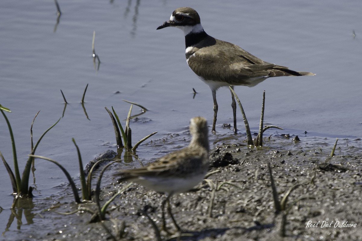 Killdeer - ML233908731