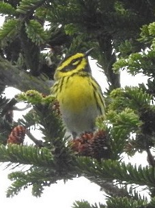 Townsend's Warbler - ML233909111