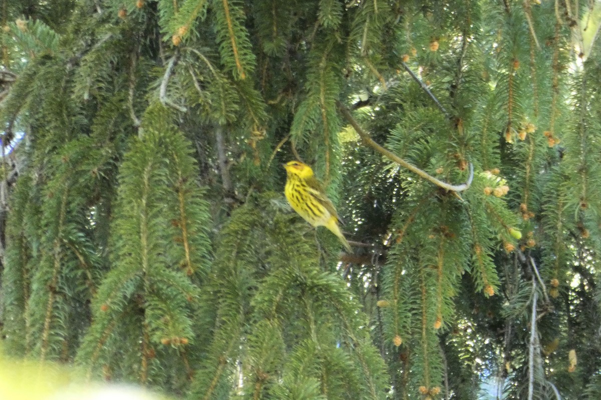 Cape May Warbler - ML233912281