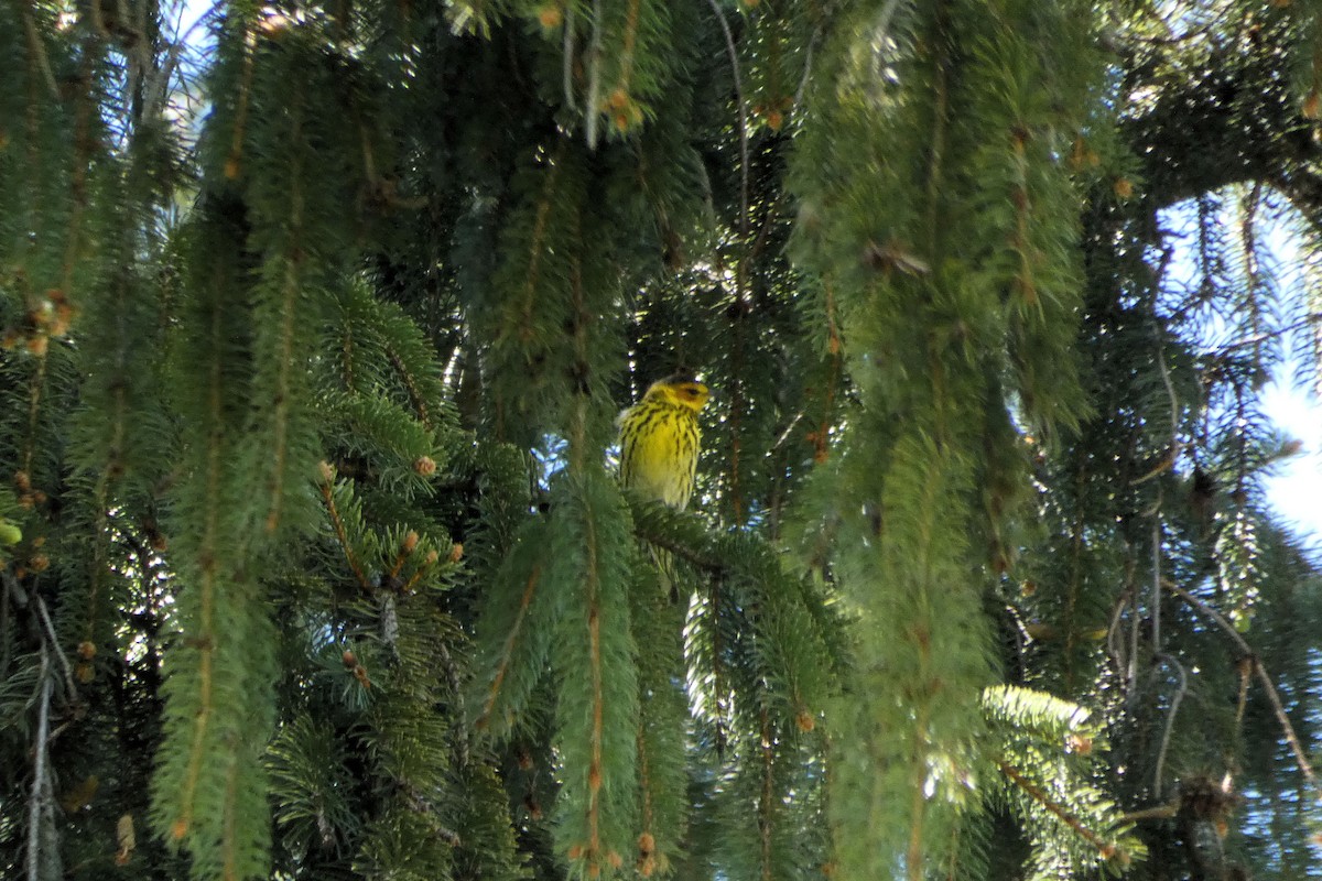 Cape May Warbler - ML233912551