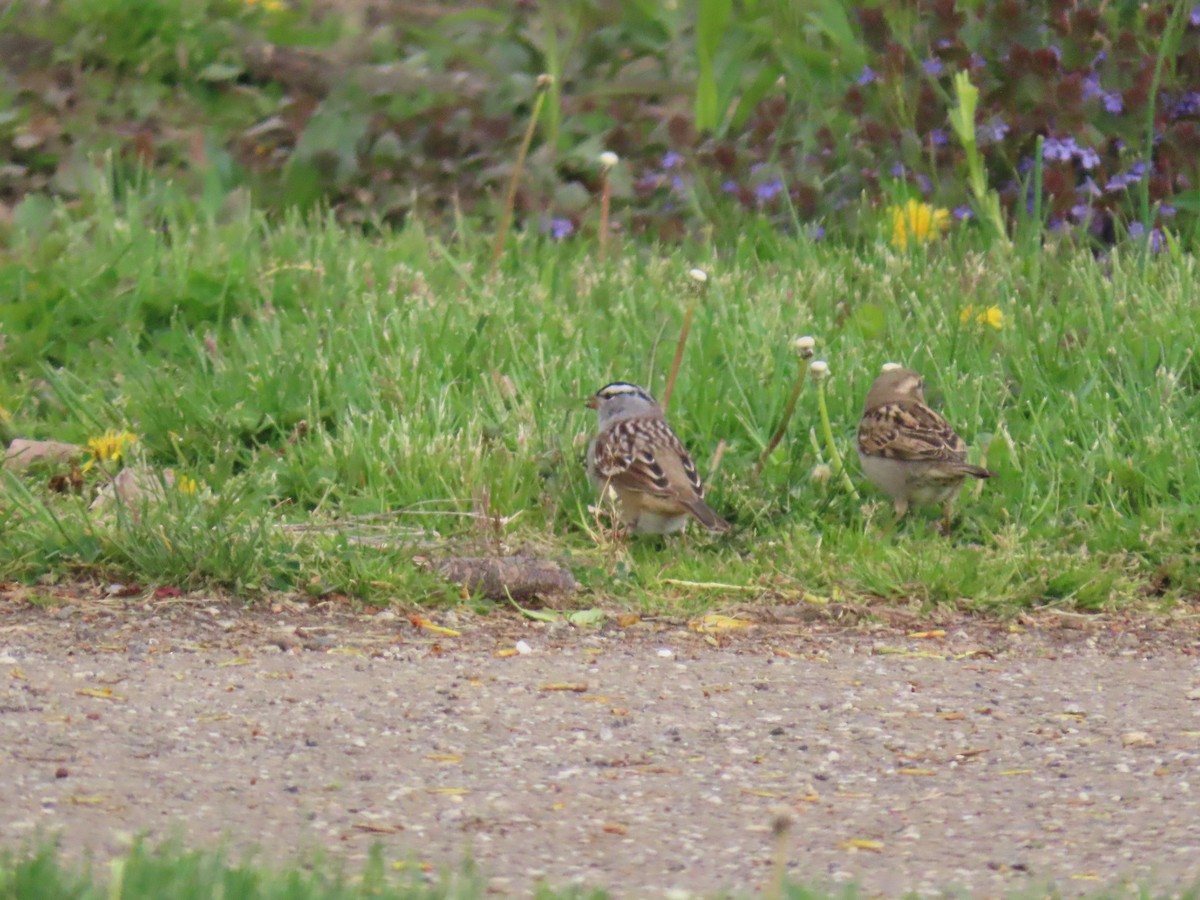 White-crowned Sparrow - ML233914691