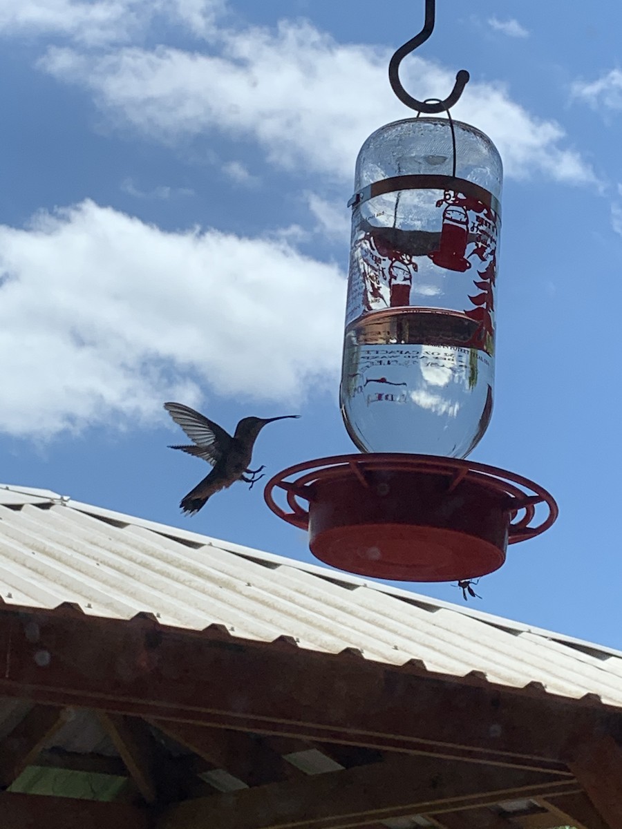 Ruby-throated Hummingbird - Thomas Haase