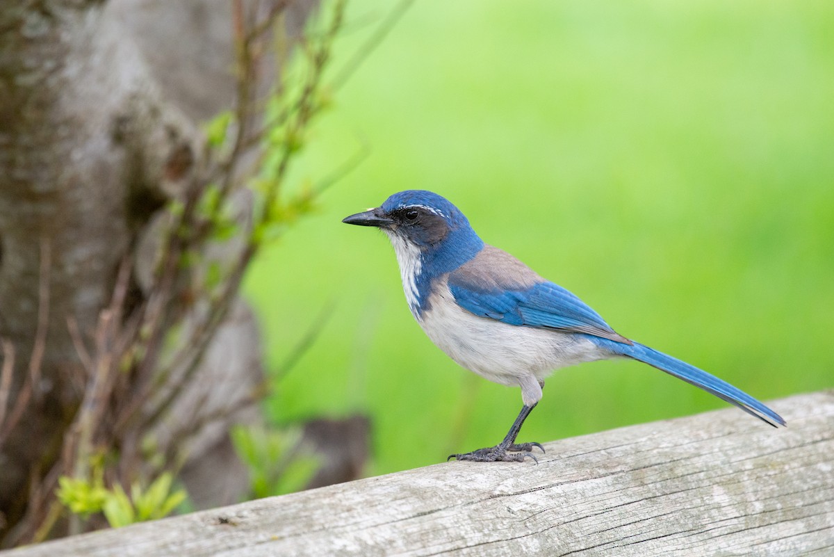 California Scrub-Jay - ML233915431