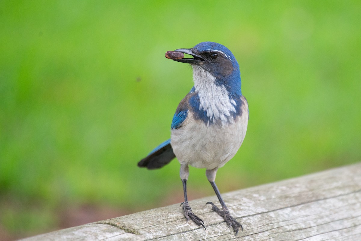 California Scrub-Jay - Herb Elliott