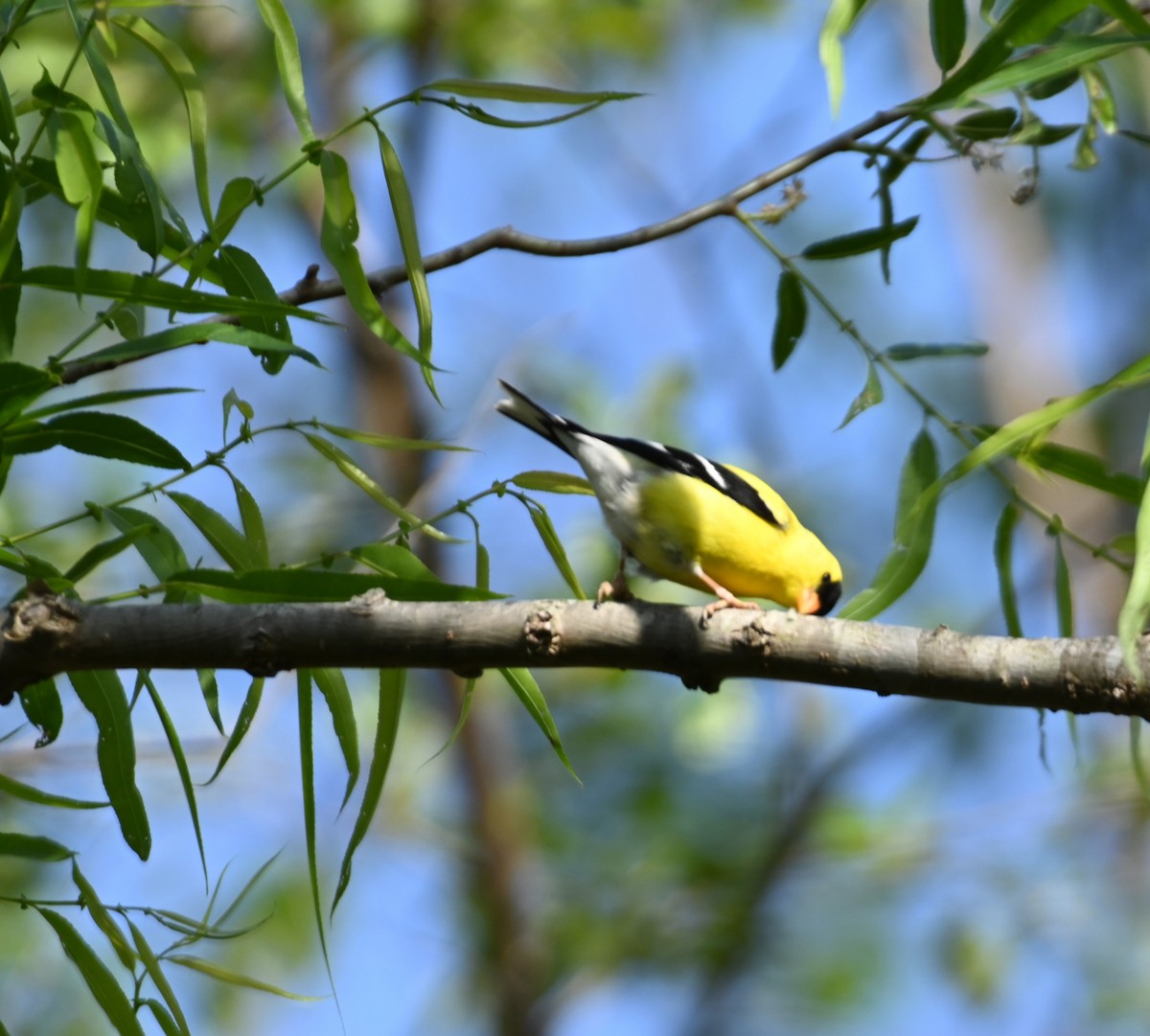 American Goldfinch - ML233916231