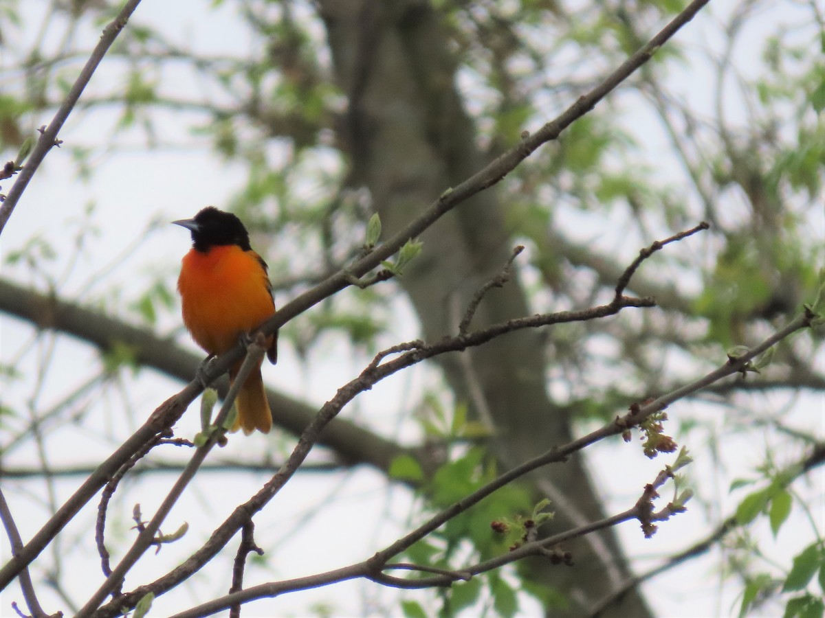 Baltimore Oriole - ML233916241