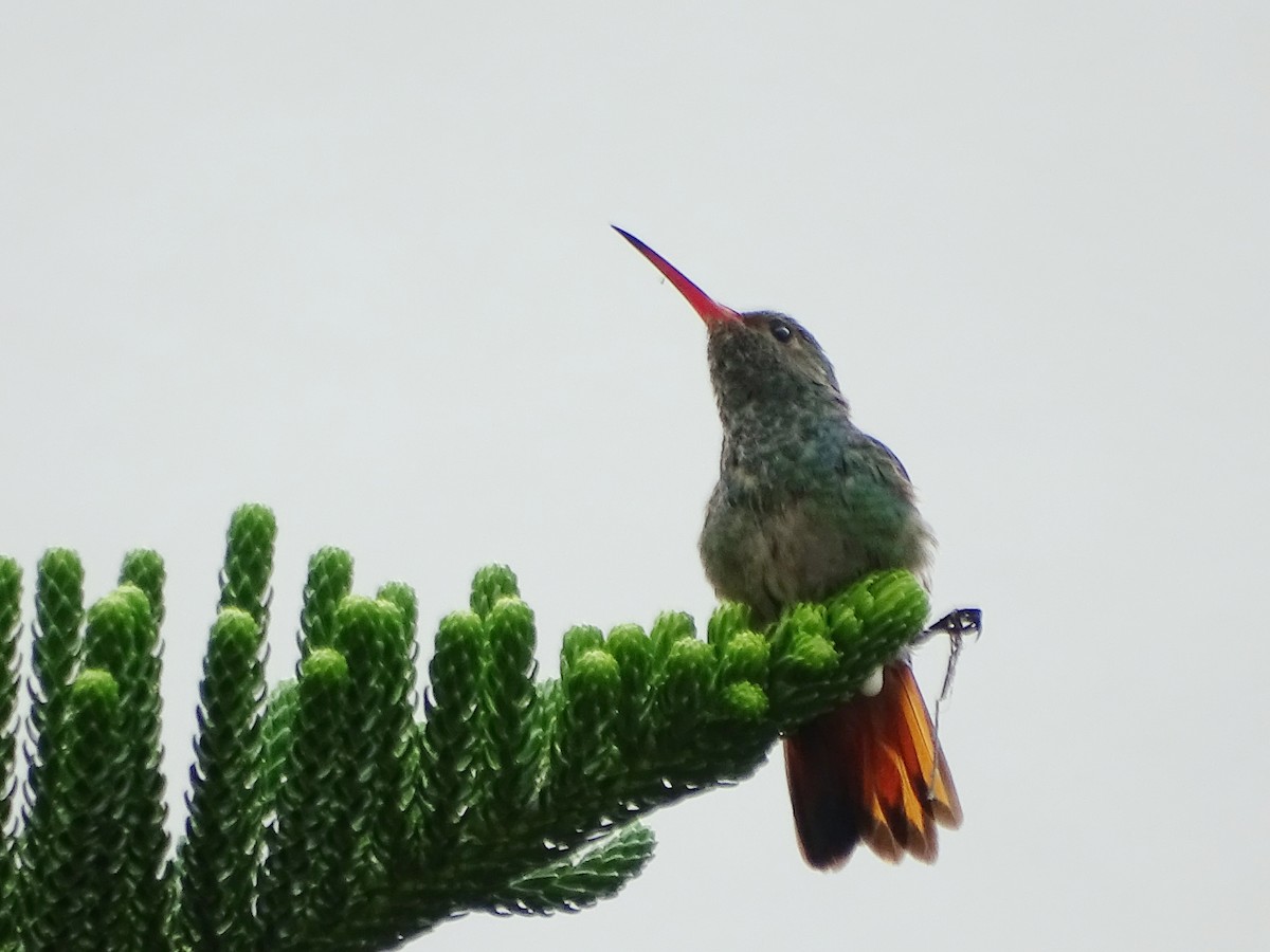 Rufous-tailed Hummingbird - ML233917021