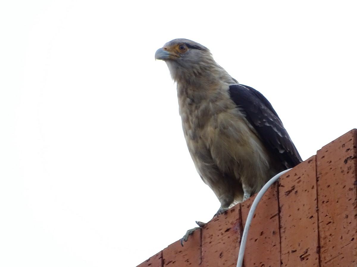 Yellow-headed Caracara - ML233917421