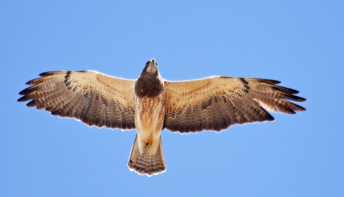 Swainson's Hawk - Steven Mlodinow