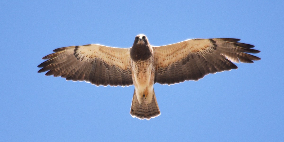 Swainson's Hawk - ML233917461