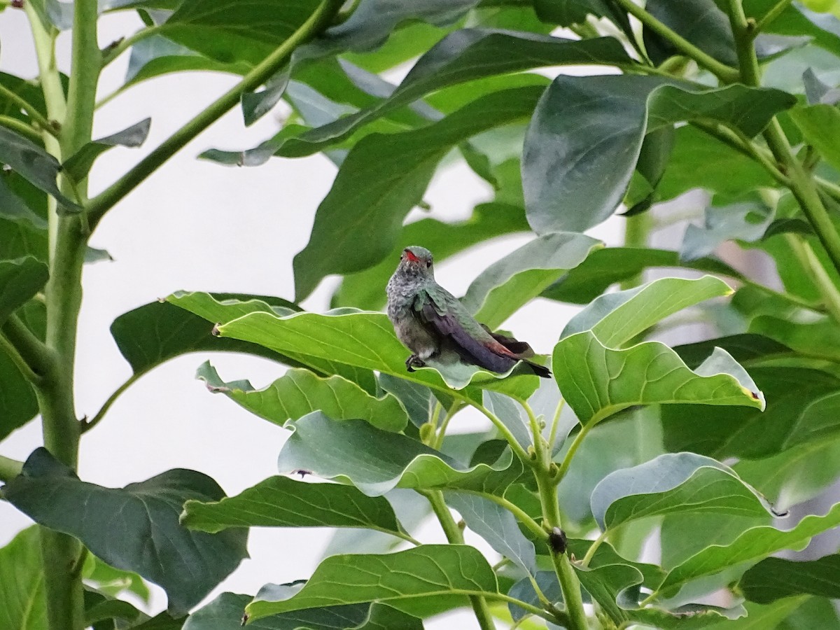 Rufous-tailed Hummingbird - ML233917611
