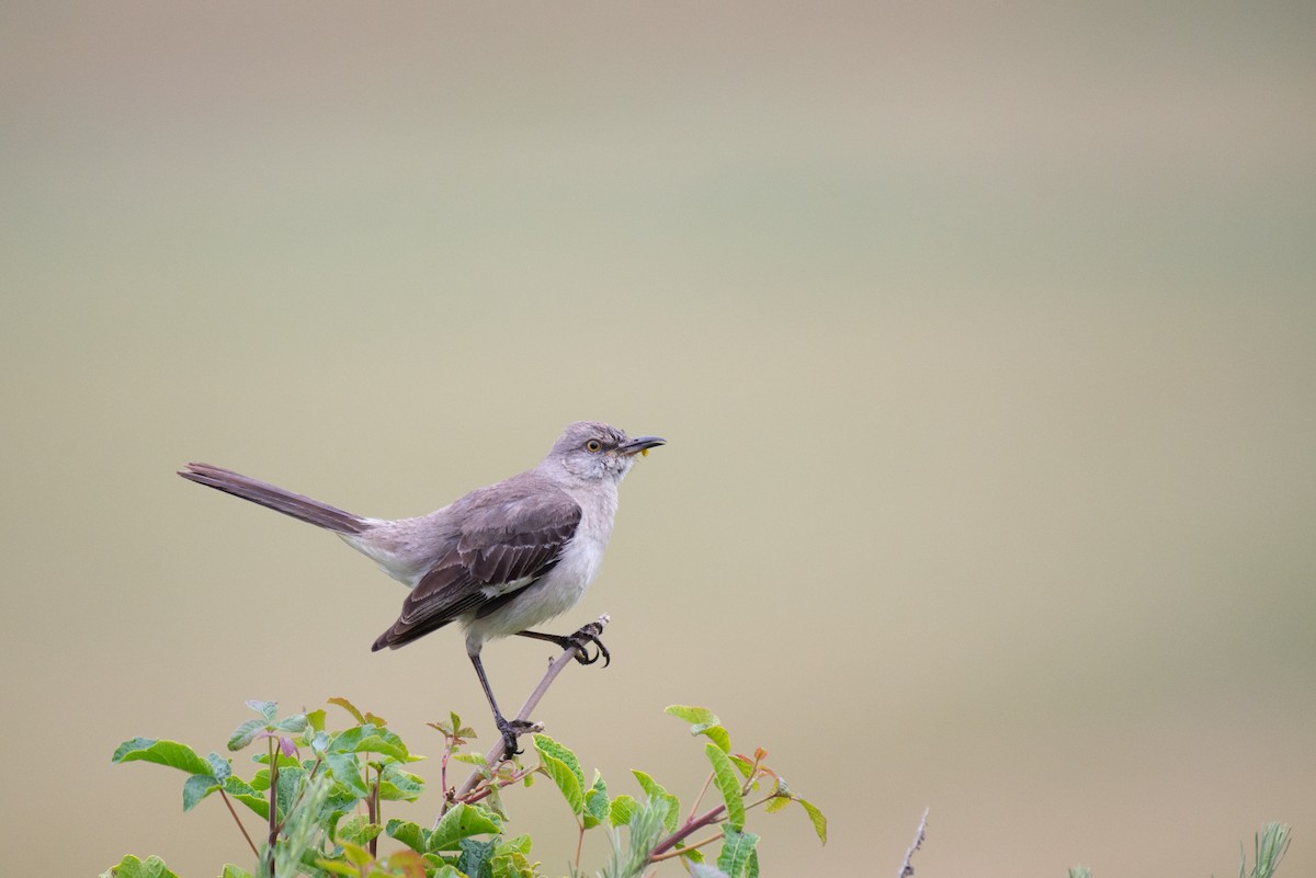 Northern Mockingbird - Herb Elliott