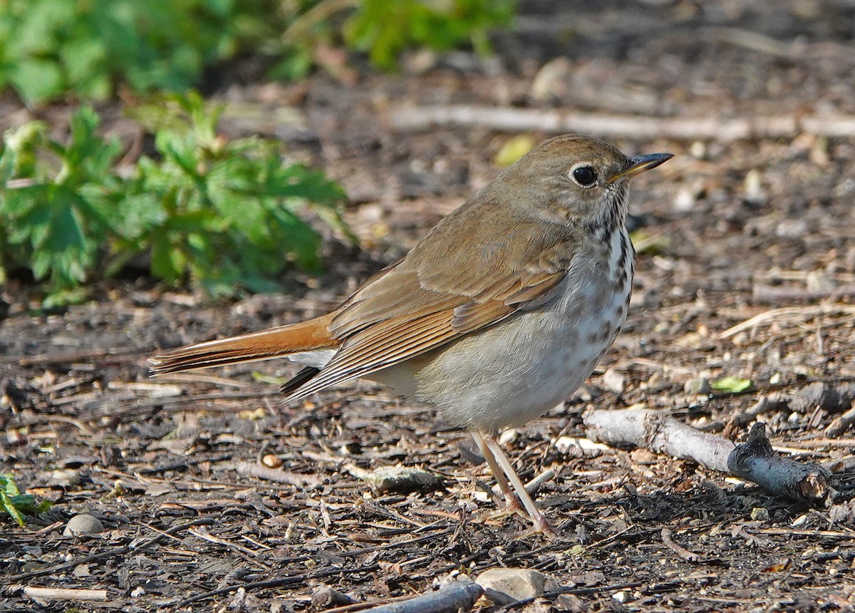 Hermit Thrush - ML233918901