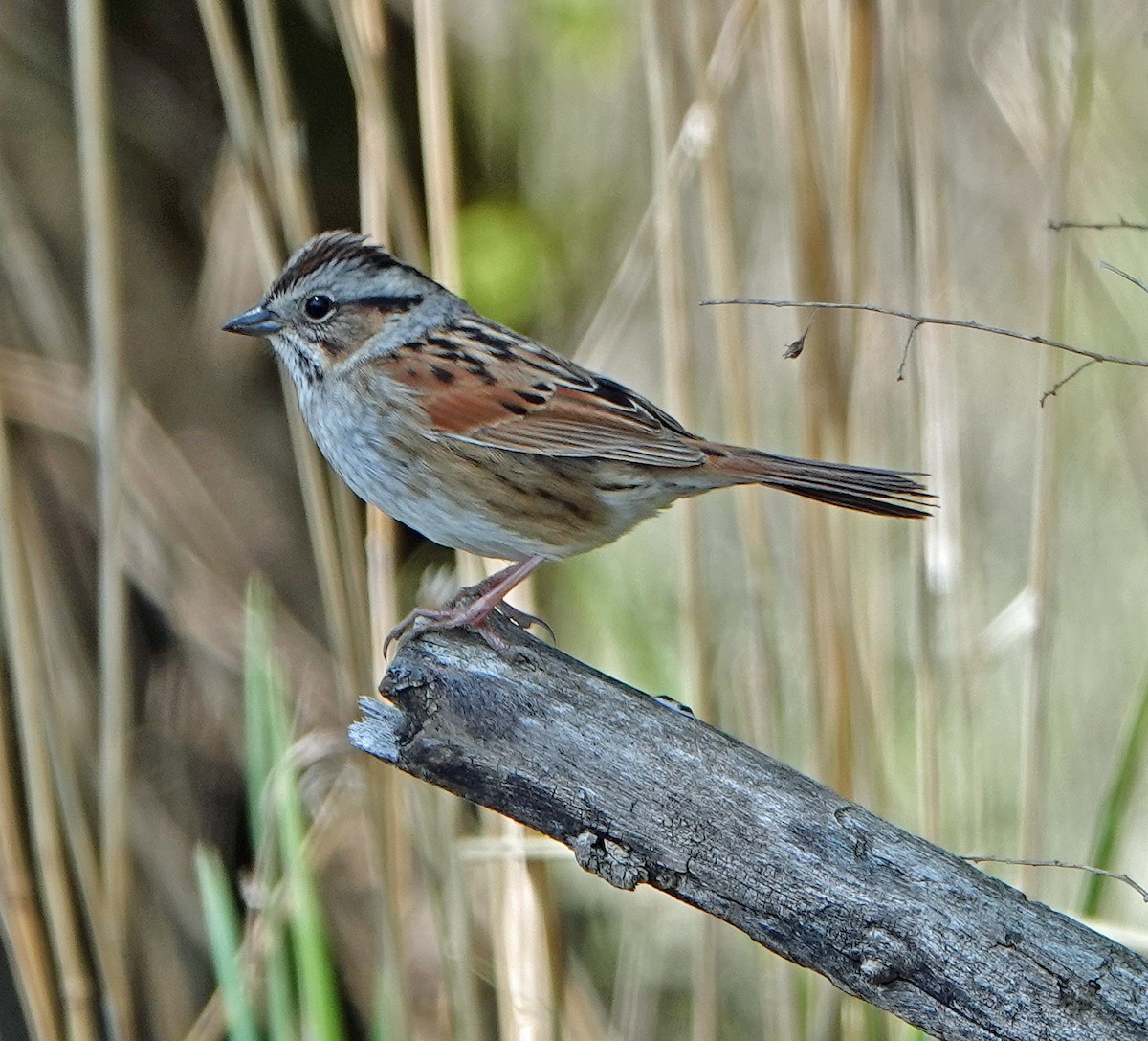 Swamp Sparrow - ML233919021