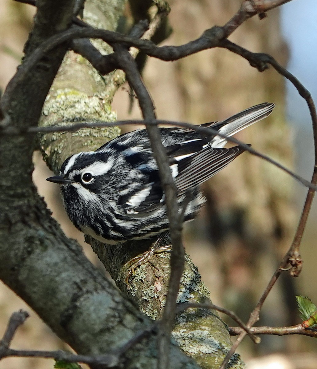 Black-and-white Warbler - ML233919191
