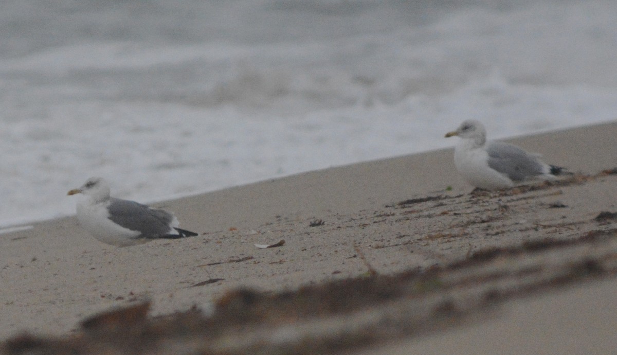 Herring x Lesser Black-backed Gull (hybrid) - ML23391981