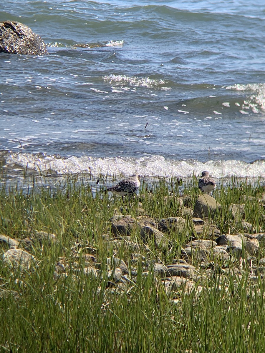 Black-bellied Plover - ML233920531