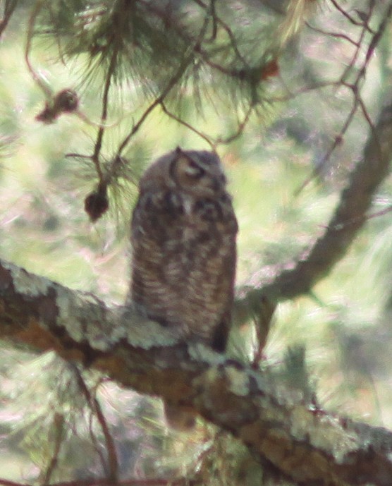 Great Horned Owl - ML233920561