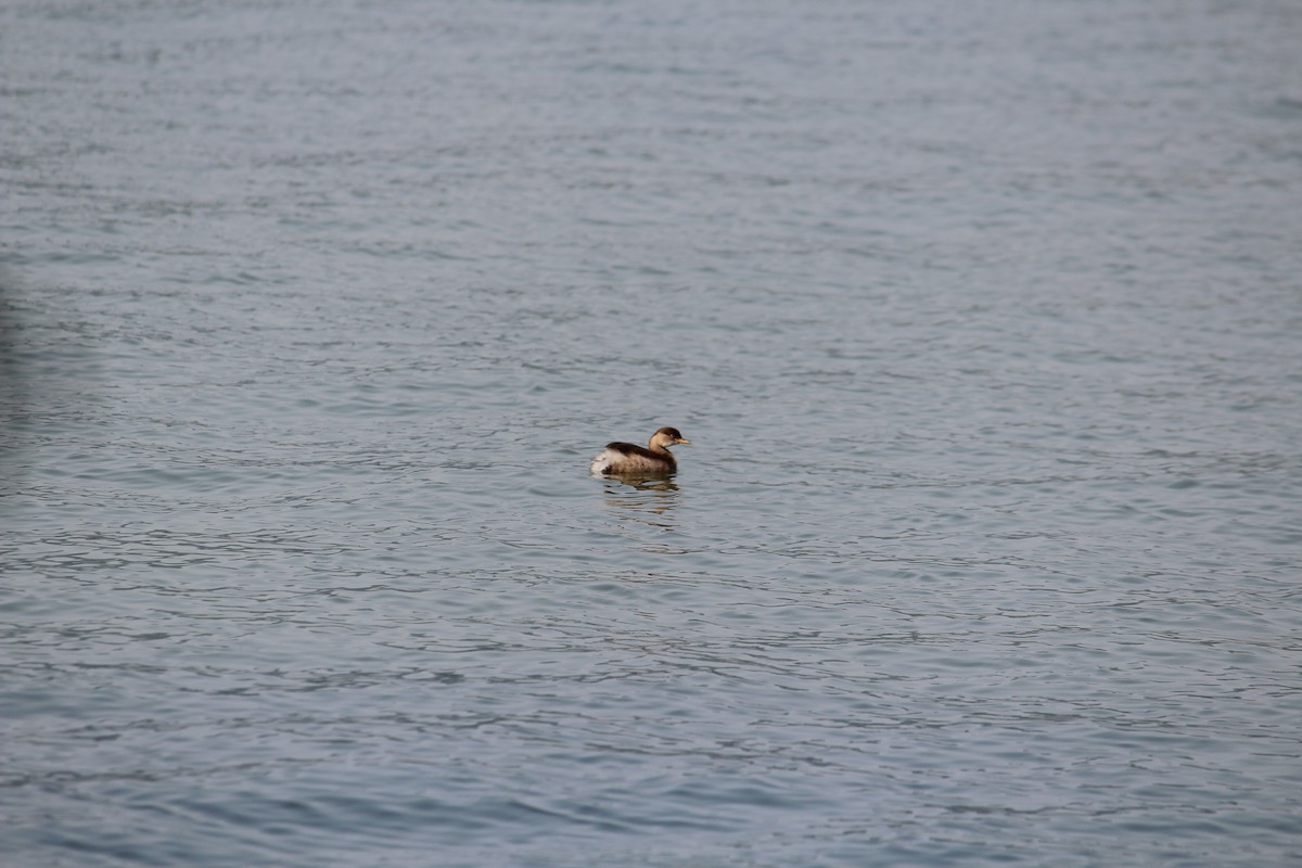 Little Grebe - ML233920951