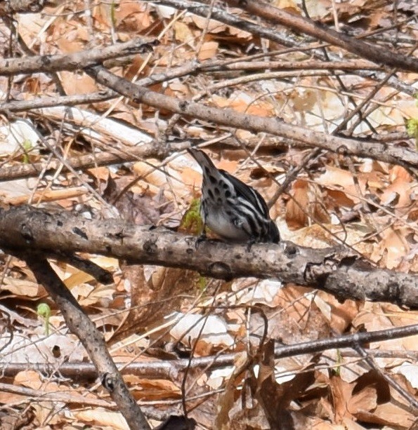 Black-and-white Warbler - ML233921321