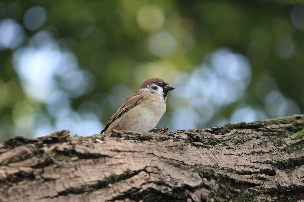 Eurasian Tree Sparrow - ML233921741