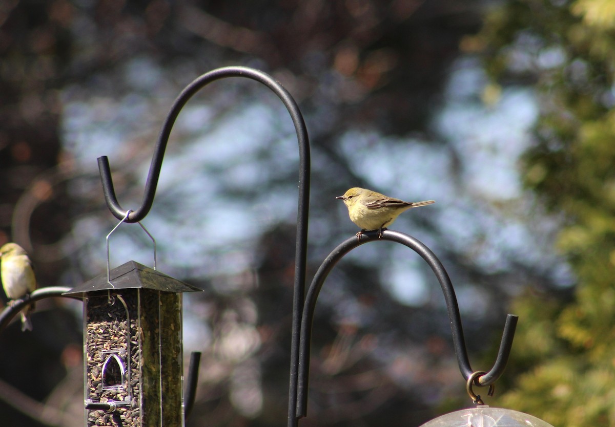 Pine Warbler - ML233922211