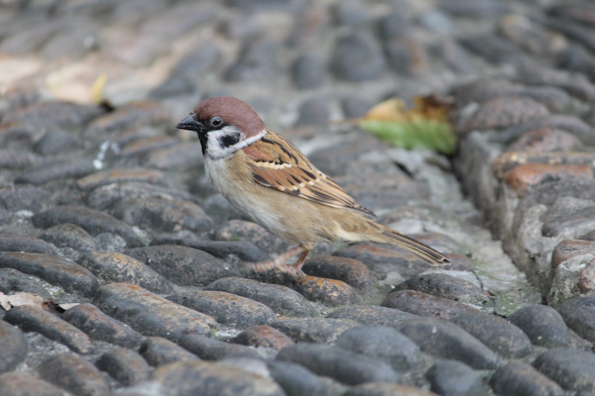Eurasian Tree Sparrow - ML233922261