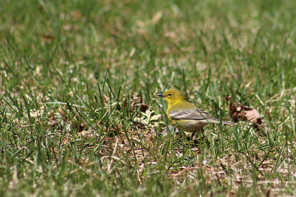 Pine Warbler - ML233922321