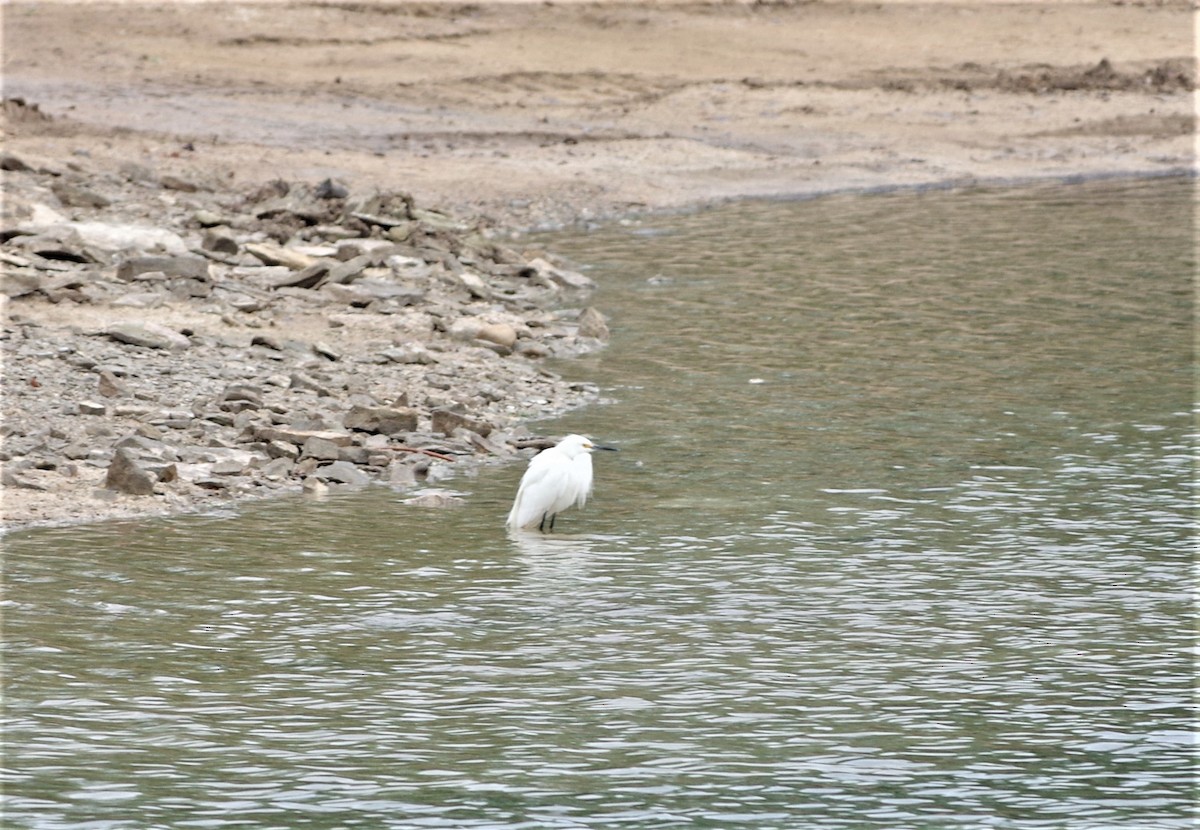 Snowy Egret - ML233922441