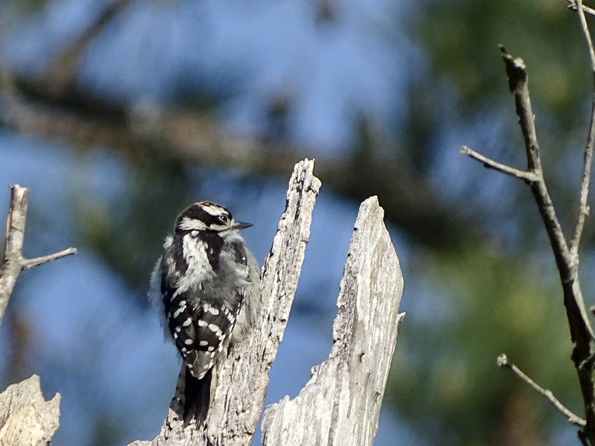 Downy Woodpecker - ML233922951