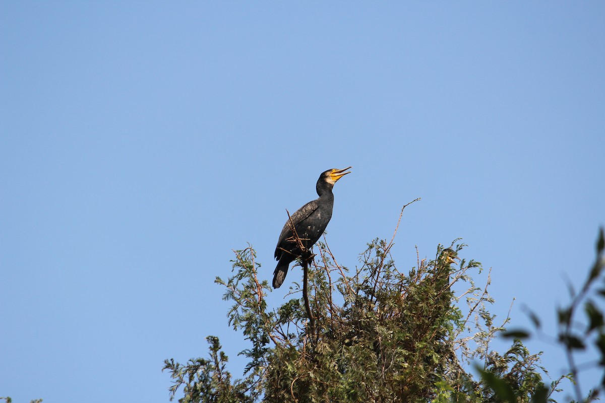 Great Cormorant - ML233923001