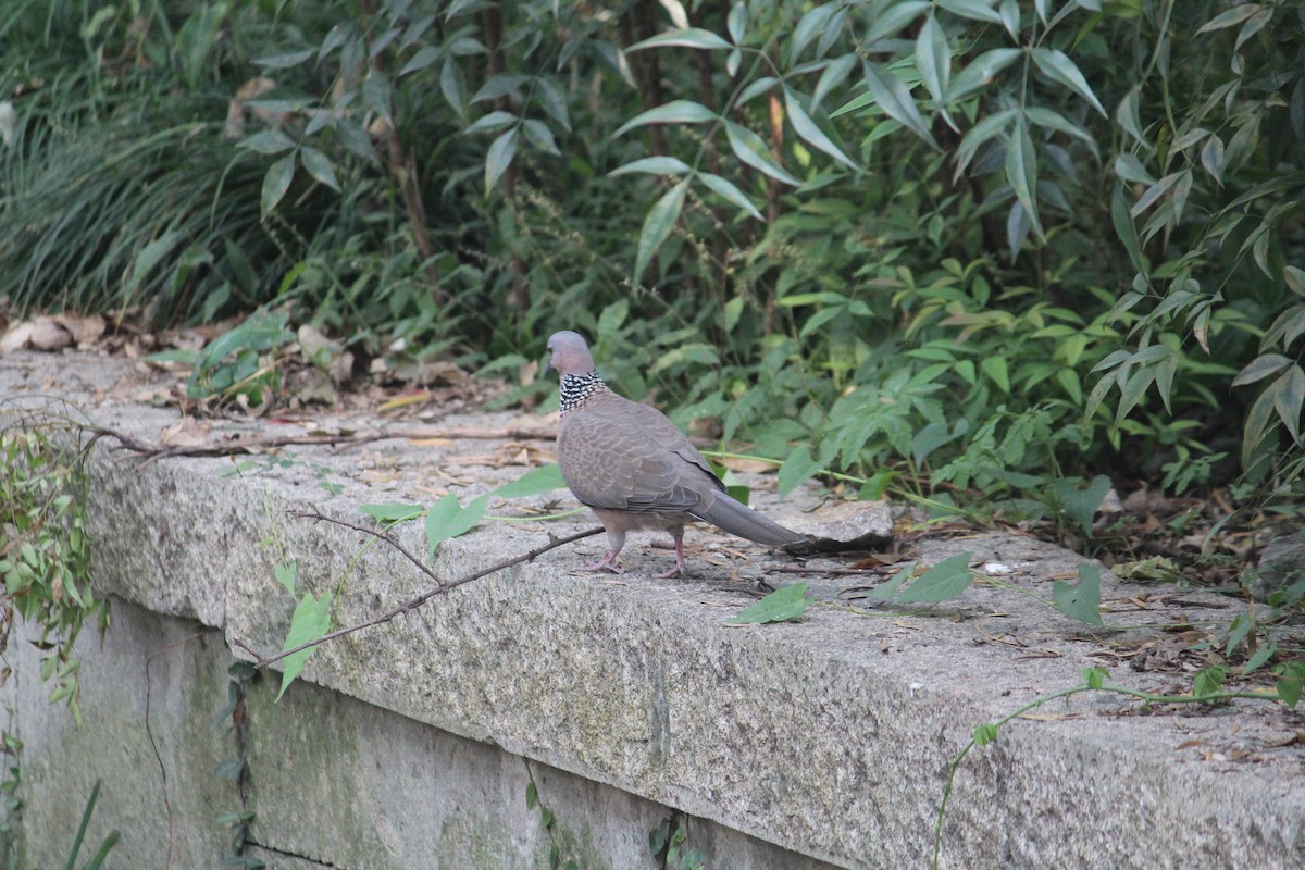 Spotted Dove - ML233923491