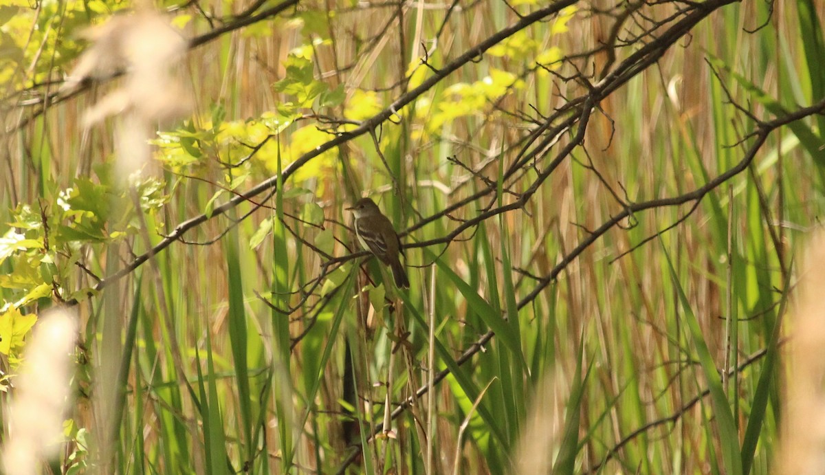 Willow Flycatcher - William Buzzard