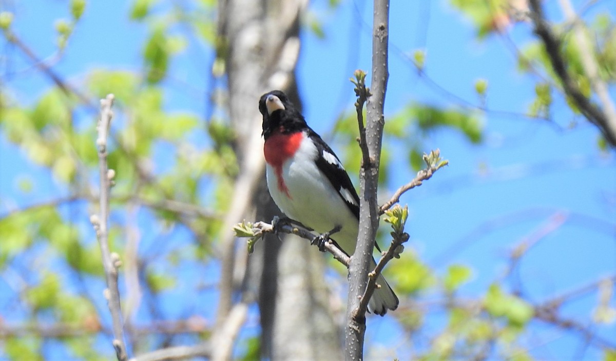 Rose-breasted Grosbeak - ML233923981