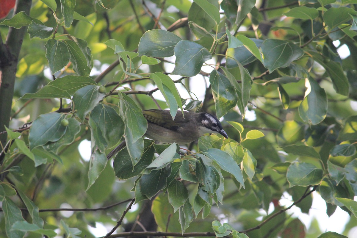 Light-vented Bulbul - ML233924651