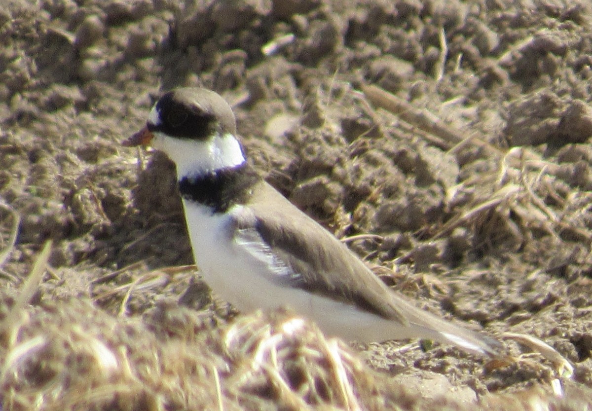 Semipalmated Plover - ML233924741