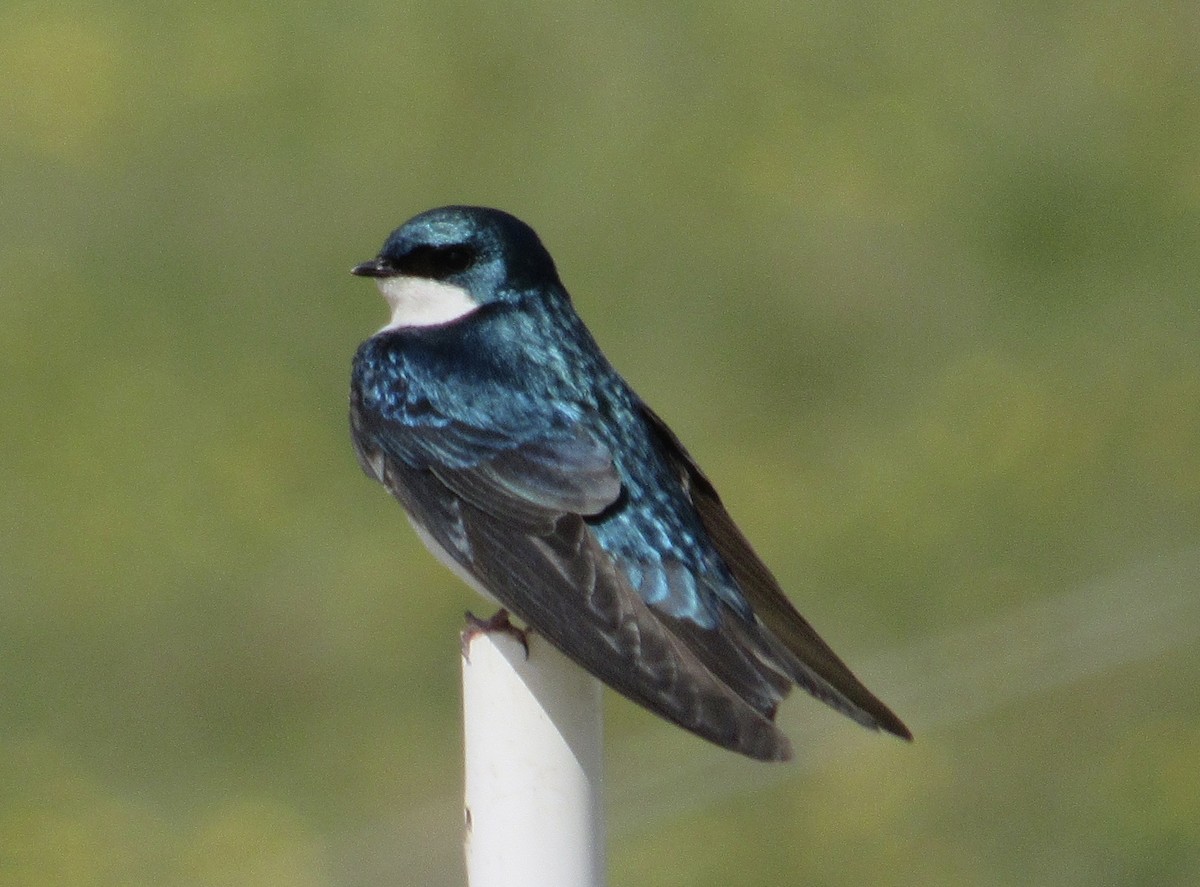 Tree Swallow - ML233924821