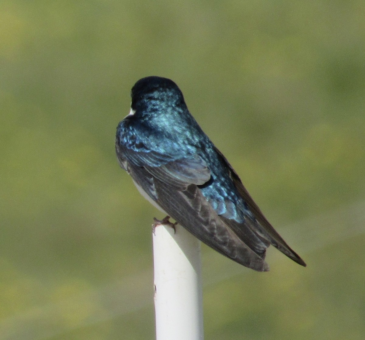 Tree Swallow - ML233924831